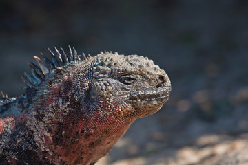 Marine iguana