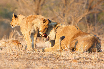 Lion cub greeting