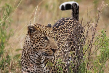 panthère au kenya