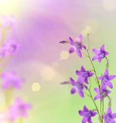 Fototapeta na wymiar violet campanula flowers background