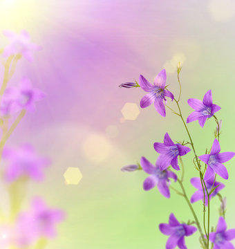 Campanula Images – Browse 42,162 Stock Photos, Vectors, and Video