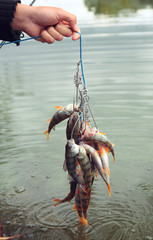 Fishing catch.