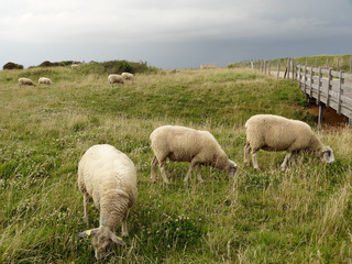 Moutons