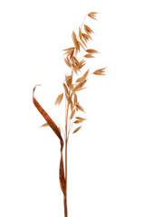 golden ear of oat on white
