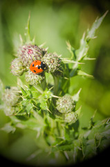 Distel mit Marienkäfer-2