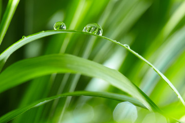 water drops on the green grass