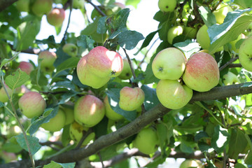 mele rosse su albero