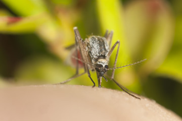 Mosquito sucking blood, macro photo