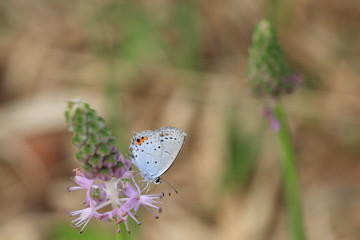 ウスイロオナガシジミ