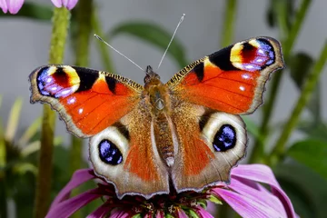 Runde Alu-Dibond Bilder Schmetterling Pfau, Inachis io