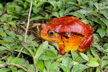 tomato frog, dyscophus antongilii, marozevo