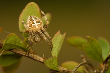 Araneus diadematus