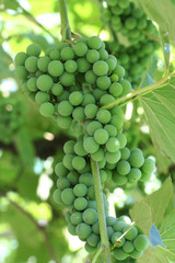 una verde su vite