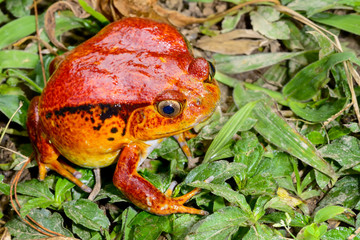 tomato frog, dyscophus antongilii, marozevo