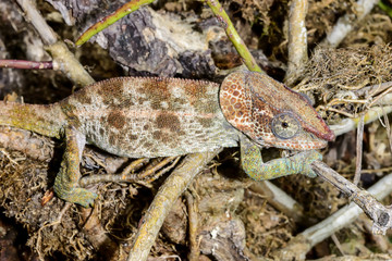 short-horned chameleon, marozevo