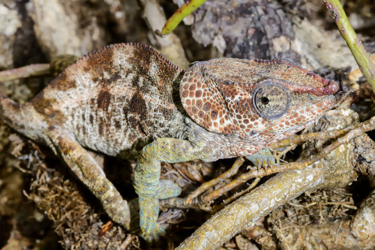 short-horned chameleon, marozevo