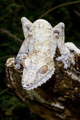 giant leaf-tail gecko, marozevo