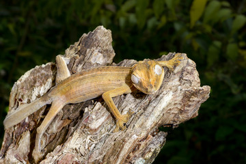 lined leaftail gecko, marozevo