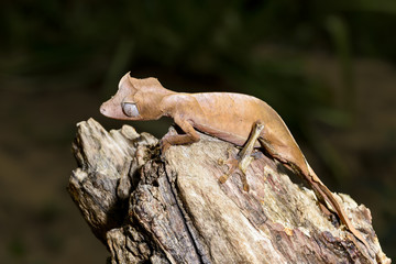 satanic leaf-tailed gecko, marozevo
