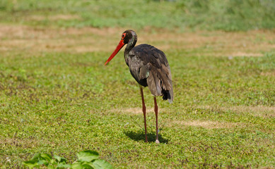 Cicogna nera - Ciconia nigra