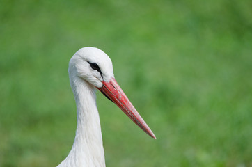 Cicogna