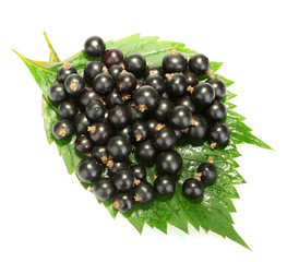 Fresh black currant isolated on white