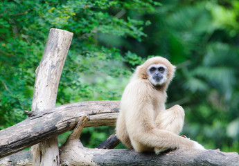 White Cheeked Gibbon