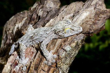 giant leaf-tail gecko, marozevo