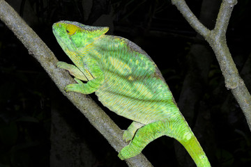 parson’s chameleon, marozevo
