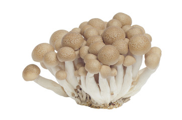 Buna Shimeji Mushroom isolated on white background