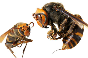 A queen of Japanese giant hornet vs vespa ducalis