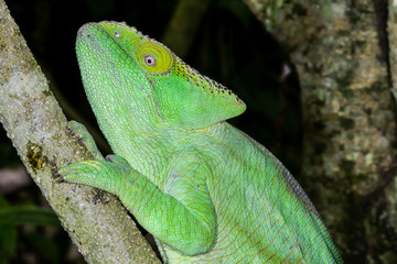 parson’s chameleon, marozevo