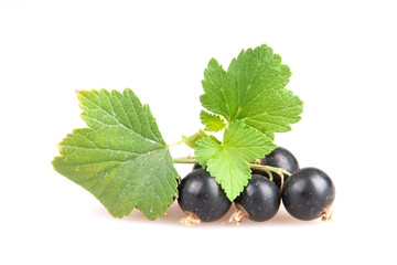 blackcurrant