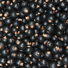 blackcurrant
