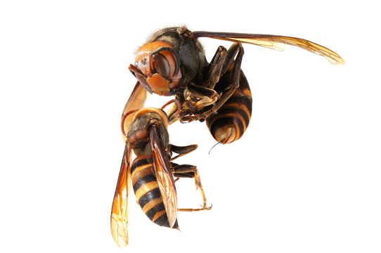 A queen of Japanese giant hornet vs vespa ducalis