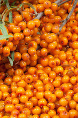 sea-buckthorn
