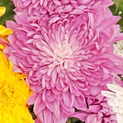 Fototapeta premium chrysanthemum