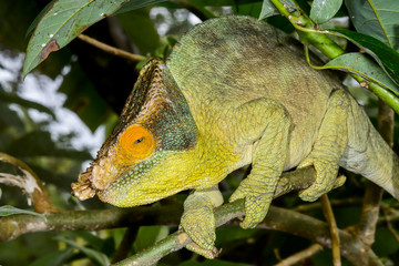 parson’s chameleon, marozevo © hakoar
