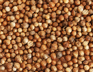 Heap coriander seeds close-up