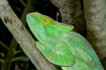 parson’s chameleon, marozevo