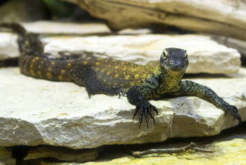 un furbo drago di komodo