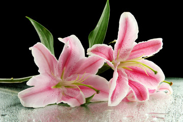 beautiful pink lily, on black background