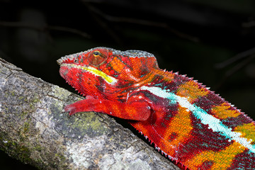 panther chameleon, marozevo