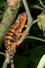 panther chameleon, marozevo