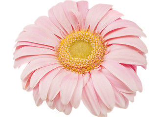 pink gerbera isolated
