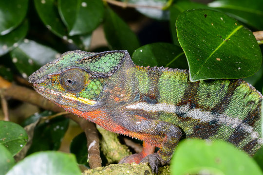 panther chameleon, marozevo