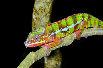 panther chameleon, marozevo, madagascar