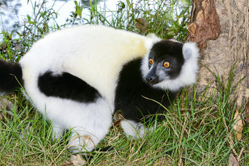 black-and-white ruffed lemur, lemur island, andasibe