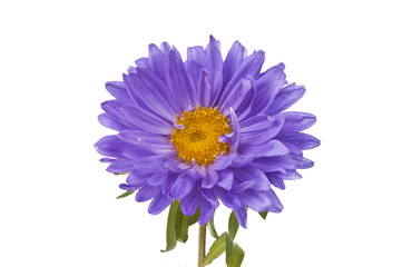 Fototapeta premium aster isolated