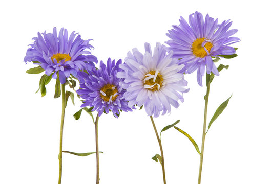 aster isolated